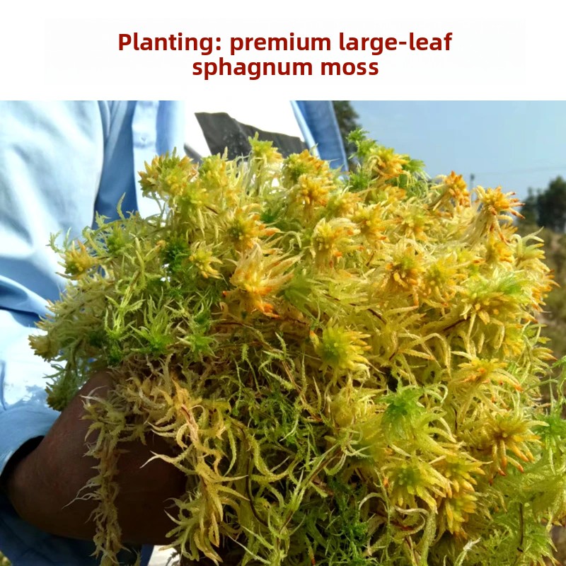 Sphagnum Moss Dry - A Sınıfı Kurutulmuş Sphagnum Yosunu, Orkide