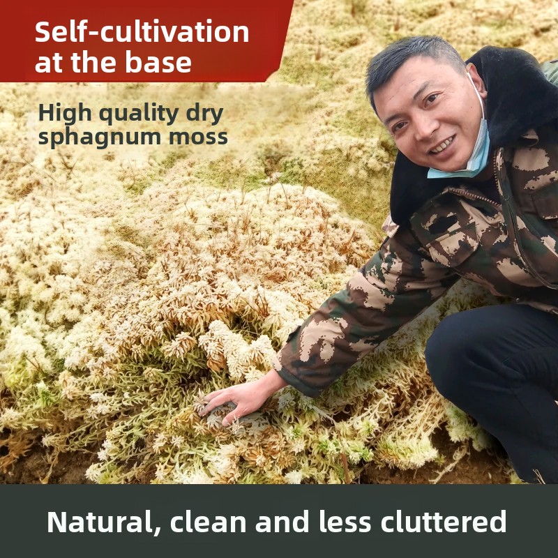 A Sınıfı Kurutulmuş Sphagnum Y - Sphagnum Moss Dry incelemesi ve fiyatı