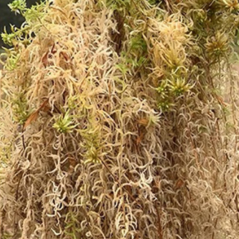 Sürüngen Teraryumu Sphagnum Yo - Sphagnum Moss Dry incelemesi ve fiyatı