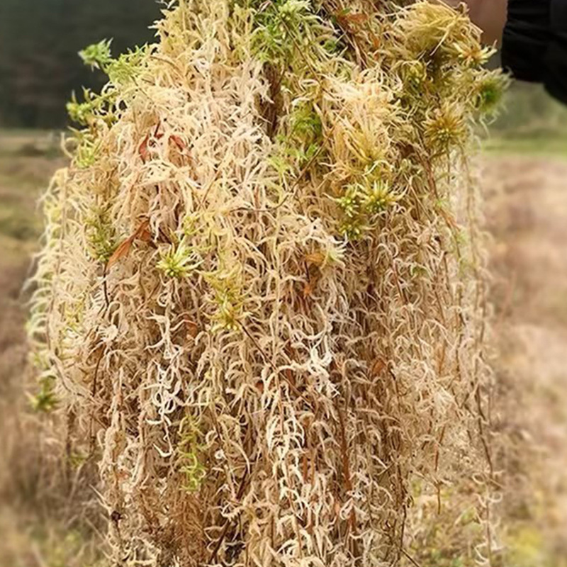Sürüngen Teraryumu Sphagnum Yo - Sphagnum Moss Dry incelemesi ve fiyatı